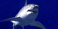 Oceans in Glass: Behind the Scenes of the Monterey Bay Aquarium: Tracking the Great White