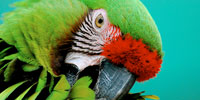 Parrots in the Land of Oz: Parrot Photo Contest