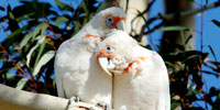 Parrots in the Land of Oz: What Do Parrots Find Sexy?