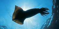 Encountering Sea Monsters: First Glimpses of the Giant Squid