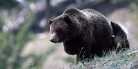 The Good, the Bad, and the Grizzly: Additional Web and Print Resources