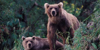 The Good, the Bad, and the Grizzly: Download Grizzly Wallpaper