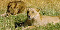 The Vanishing Lions: Cloning the King of Beasts