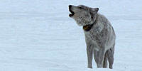 Wolves: Friend or Foe?: Lesson
