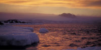Penguins of the Antarctic: Climate Change in the Antarctic