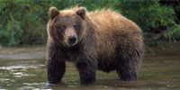 The Good, the Bad, and the Grizzly: Delisting the Grizzly