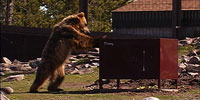The Good, the Bad, and the Grizzly: What to Do if You Encounter a Bear