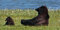 Grizzlies Back from the Brink: Lesson