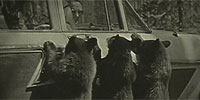 The Good, the Bad, and the Grizzly: Grizzly Past, Uncertain Future
