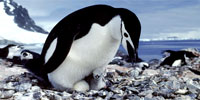 Penguins of the Antarctic: Introduction