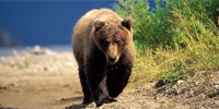 The Good, the Bad, and the Grizzly: Introduction