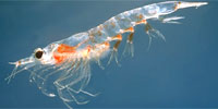Penguins of the Antarctic: Krill: Cornerstone of the Antarctic