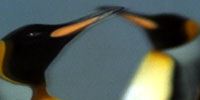 Penguins of the Antarctic: Video: Penguin Paso Doble