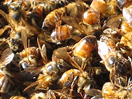 Silence of the Bees: Video: Full Episode