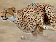 The Cheetah Orphans: Interactive: Anatomy of a Cheetah