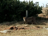 The Cheetah Orphans: Video: Rabid Cheetah Attack