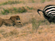 The Cheetah Orphans: Video: Learning to Hunt