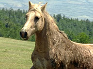 Cloud: Wild Stallion of the Rockies: Video: Full Episode