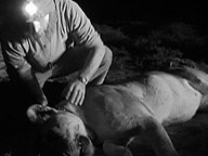 The Desert Lions: Video: Fangs and Claws