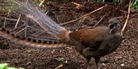 What Males Will Do: Quiz: Animal Mating Antics