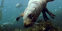 A Mystery in Alaska: Interview: Fisheries Scientist Gary Thomas