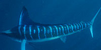 Superfish: Cabo Blanco and Its Marine Life