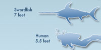 Superfish: Billfish Field Guide