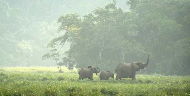610_deepjungle1_elephants