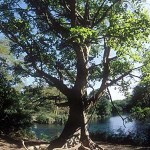 The Queen of Trees
