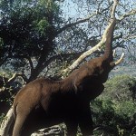 Elephants