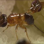 Fig Wasp