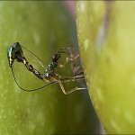 Parasitic Wasp