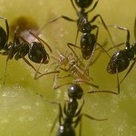 Ants