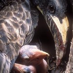 Grey Hornbill