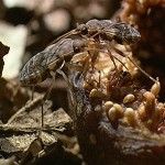 Seed Bugs