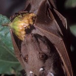 Fruit Bats