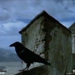 Raven on a stormy day