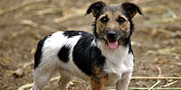 Dogs That Changed the World: Selective Breeding Problems