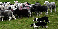 Dogs That Changed the World: Photo Essay: Hard-Wired Behaviors