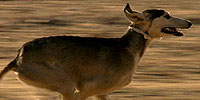 Dogs That Changed the World: Video: Speedy Saluki