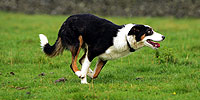 Dogs That Changed the World: Teacher’s Guide