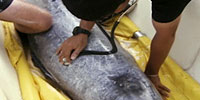 The Dolphin Defender: Video: Rescue in Nicaragua