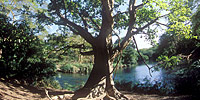 The Queen of Trees: Introduction
