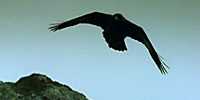 Ravens: Discover the Brainpower of the Bird in Black