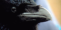 Ravens: Introduction