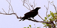 Ravens: Video: Meddling with Eagles