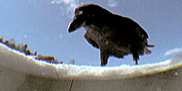 Ravens: Video: Raven Intelligence