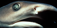 Shark Mountain: Introduction