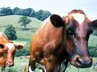 Holy Cow: Video: Full Episode