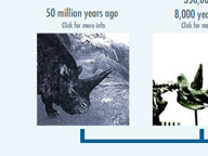 Rhinoceros: Interactive Timeline: Rhinos Past and Present